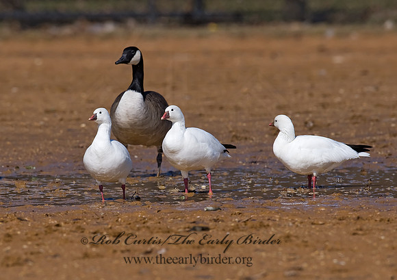 Chen rossii  ROSS'S GOOSE 8001068