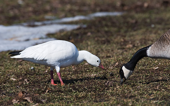 Chen rossii  ROSS'S GOOSE 8001069