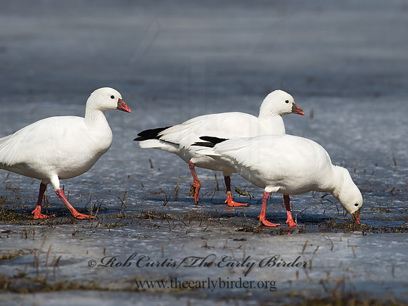 Chen rossii  ROSS'S GOOSE 8001129
