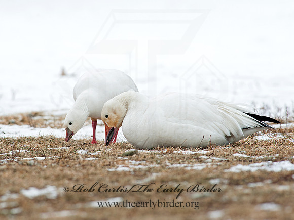 Chen rossii  ROSS'S GOOSE 8030038