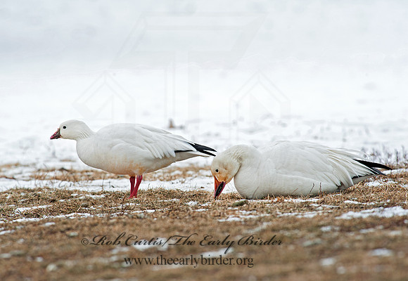 Chen rossii  ROSS'S GOOSE 8030041