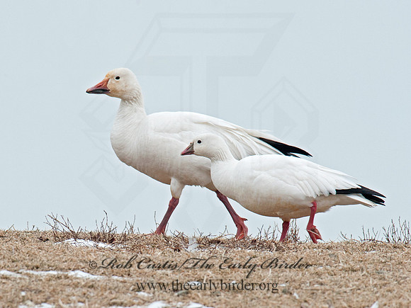 Chen rossii  ROSS'S GOOSE 8030138