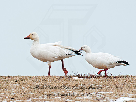 Chen rossii  ROSS'S GOOSE 8030147