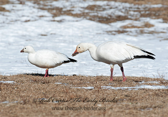Chen rossii  ROSS'S GOOSE 8030316