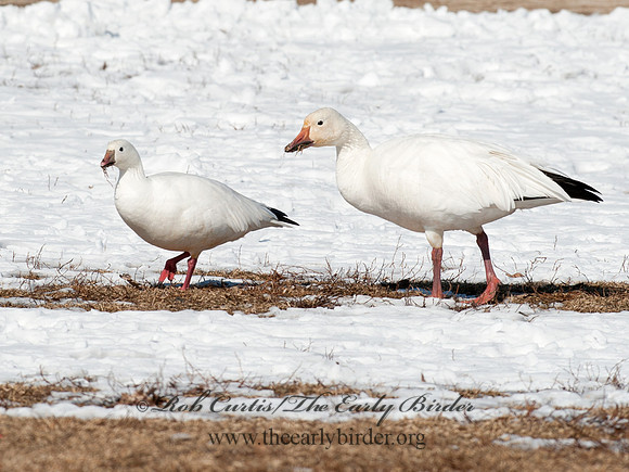 Chen rossii  ROSS'S GOOSE 8030202
