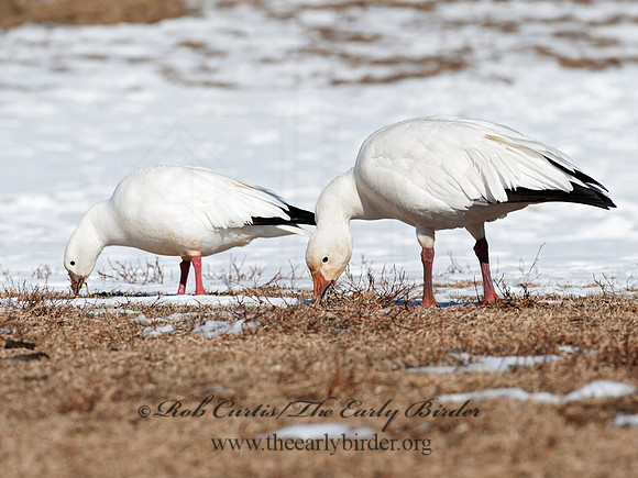 Chen rossii  ROSS'S GOOSE 8030296