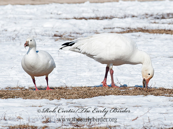 Chen rossii  ROSS'S GOOSE 8030215