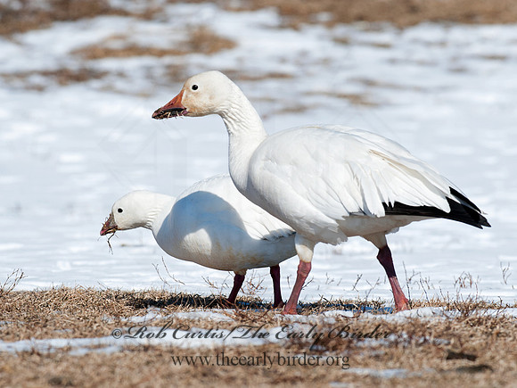 Chen rossii  ROSS'S GOOSE 8030299