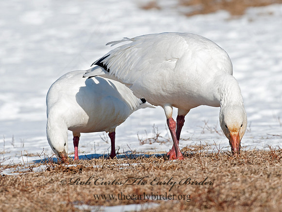 Chen rossii  ROSS'S GOOSE 8030292