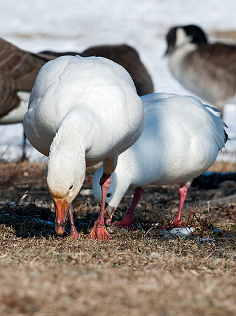 Chen rossii  ROSS'S GOOSE 8030222