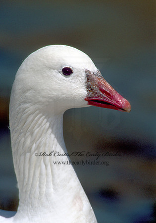 Chen rossii  ROSS'S GOOSE 109724