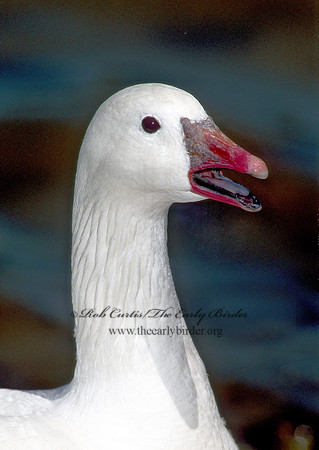 Chen rossii  ROSS'S GOOSE 109727
