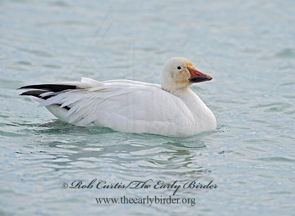 Chen caerulescens  SNOW GOOSE 9007679