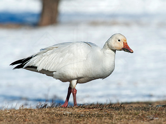 Chen caerulescens  SNOW GOOSE 8030156