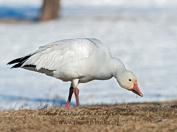 Chen caerulescens  SNOW GOOSE 8030155