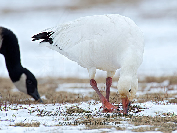 Chen caerulescens  SNOW GOOSE 9007722