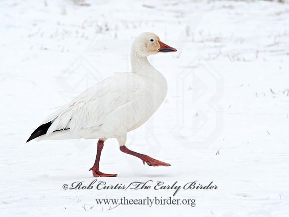 Chen caerulescens  SNOW GOOSE 8030006