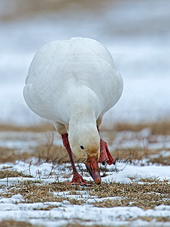 Chen caerulescens  SNOW GOOSE 9007724