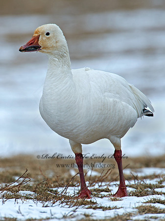 Chen caerulescens  SNOW GOOSE 9007731