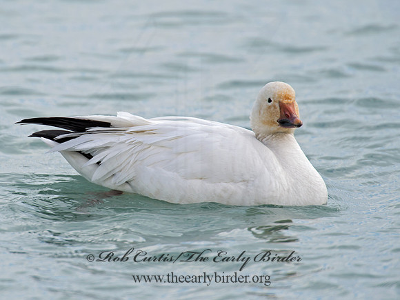 Chen caerulescens  SNOW GOOSE 9007674