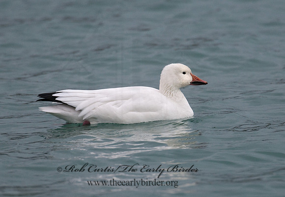 Chen caerulescens  SNOW GOOSE 3011145