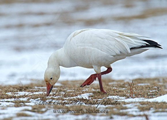 Chen caerulescens  SNOW GOOSE 9007726