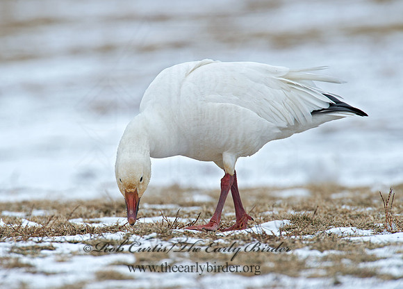 Chen caerulescens  SNOW GOOSE 9007727