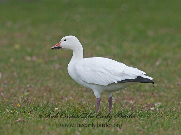 Chen caerulescens  SNOW GOOSE 3011139