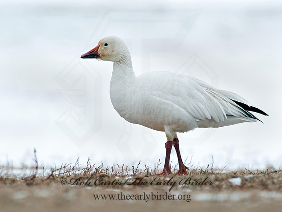 Chen caerulescens  SNOW GOOSE 8030000