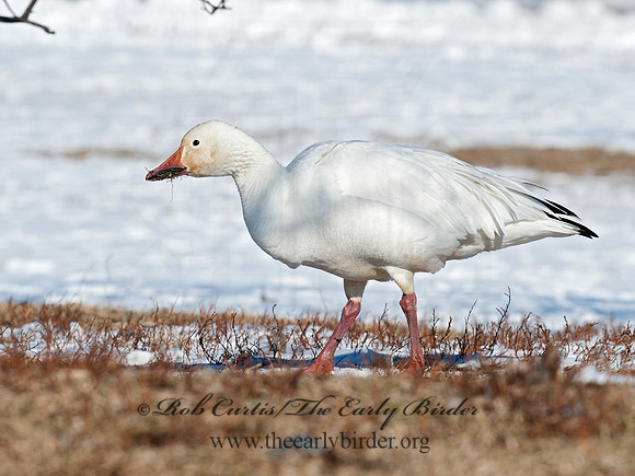 Chen caerulescens  SNOW GOOSE 8030158