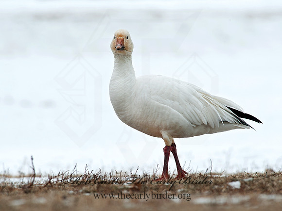 Chen caerulescens  SNOW GOOSE 8030003