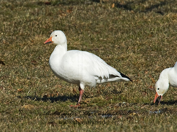 Chen caerulescens  SNOW GOOSE 5018309