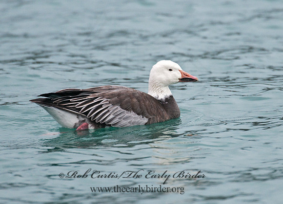 Chen caerulescens  SNOW GOOSE 3011146