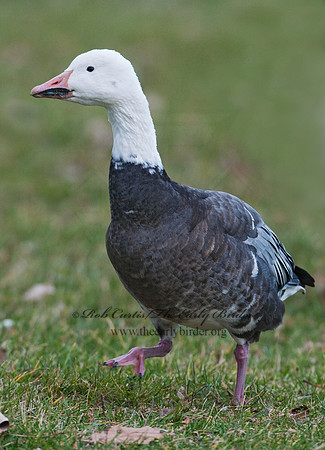 Chen caerulescens  SNOW GOOSE 3011102