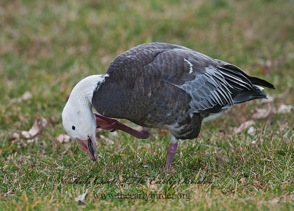 Chen caerulescens  SNOW GOOSE 3011129