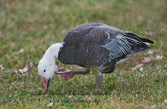Chen caerulescens  SNOW GOOSE 3011130