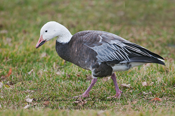 Chen caerulescens  SNOW GOOSE 3011132