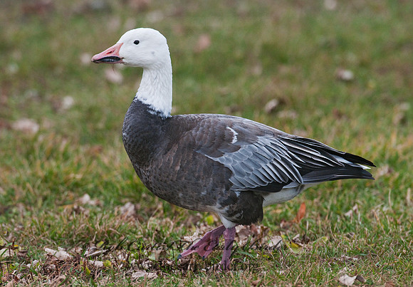 Chen caerulescens  SNOW GOOSE 3011134