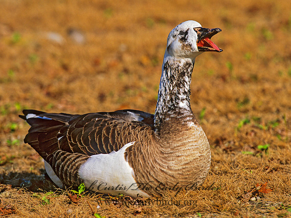 Chen caerulescens  SNOW GOOSE 1287415