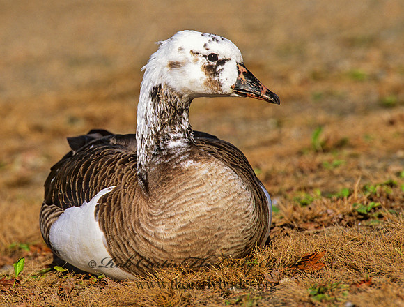 Chen caerulescens  SNOW GOOSE 1287416