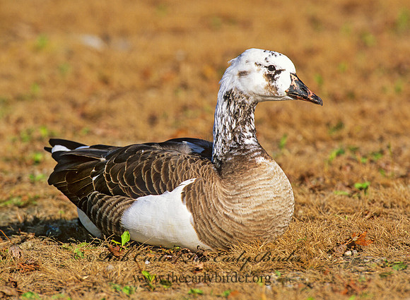 Chen caerulescens  SNOW GOOSE 1287418,"1"