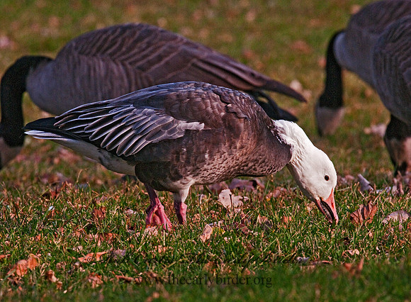 Chen caerulescens  SNOW GOOSE 3011095
