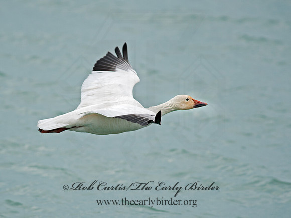 Chen caerulescens  SNOW GOOSE 8030114