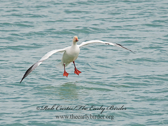 Chen caerulescens  SNOW GOOSE 8030068