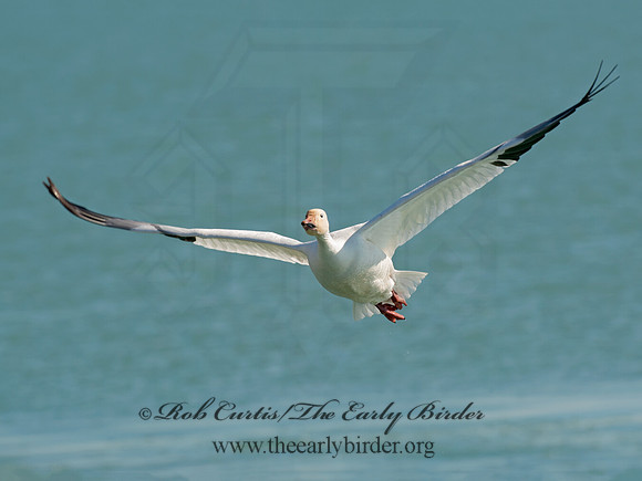 Chen caerulescens  SNOW GOOSE 8030252