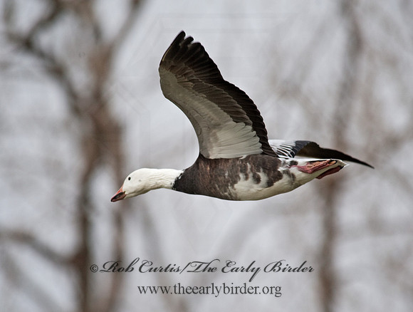 Chen caerulescens  SNOW GOOSE 8027346