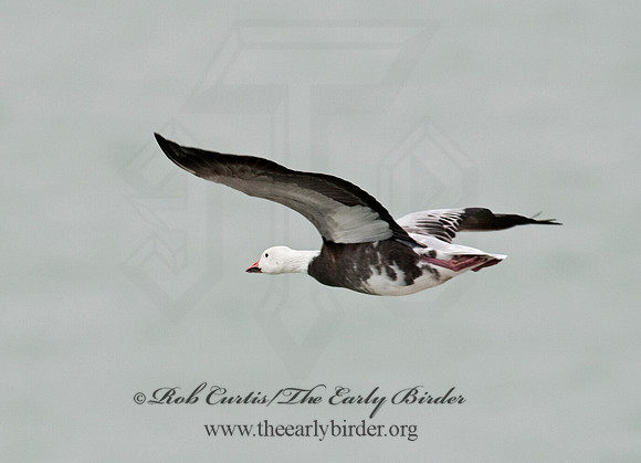 Chen caerulescens  SNOW GOOSE 8027354