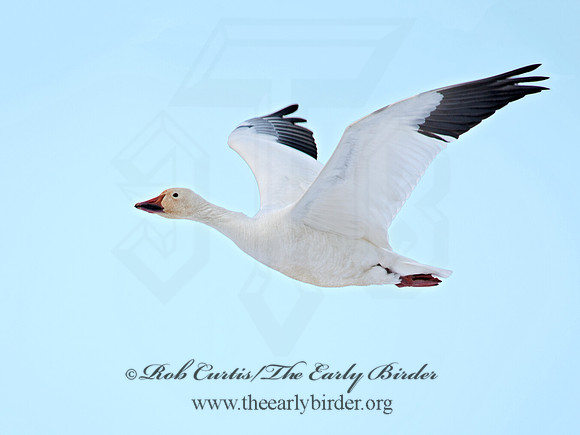 Chen caerulescens  SNOW GOOSE 8030054