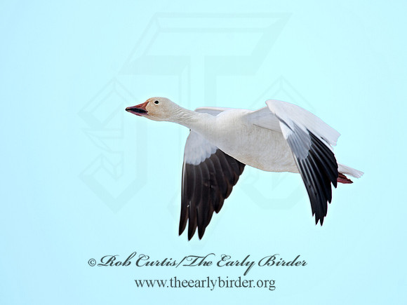 Chen caerulescens  SNOW GOOSE 8030055