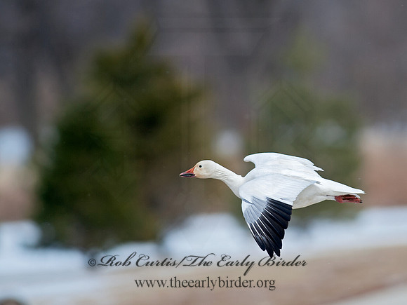 Chen caerulescens  SNOW GOOSE 8030060